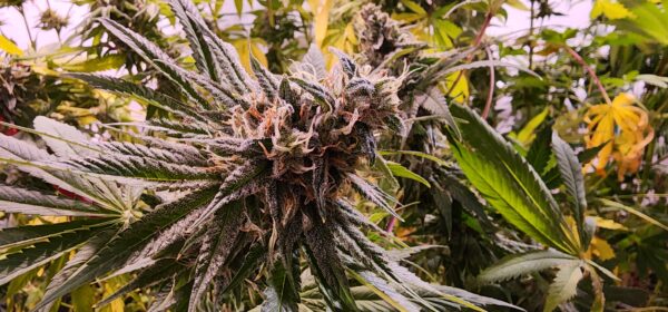 Powerball by Stoned Gorillas
